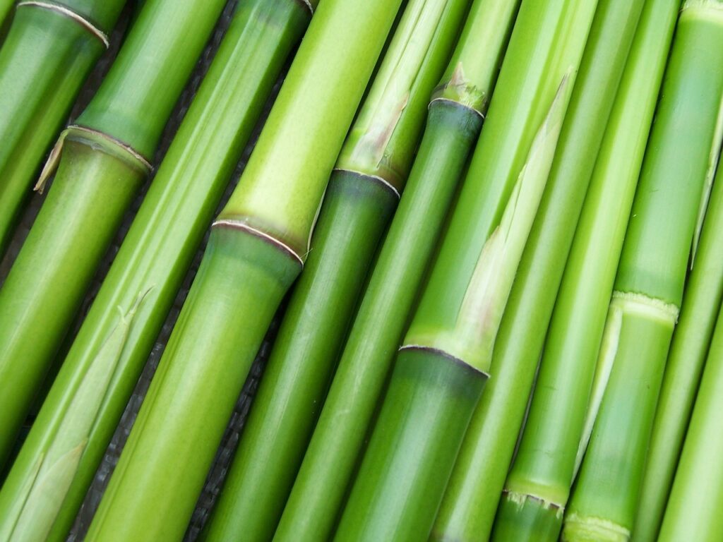 Bambusvorhang nachhaltig