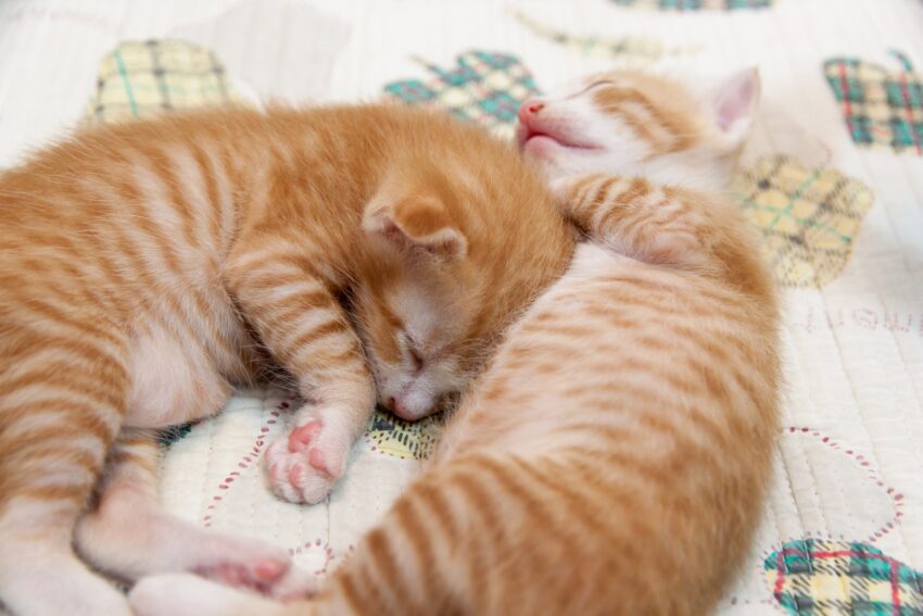 Katzenbett Test