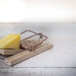 Mausefalle Test