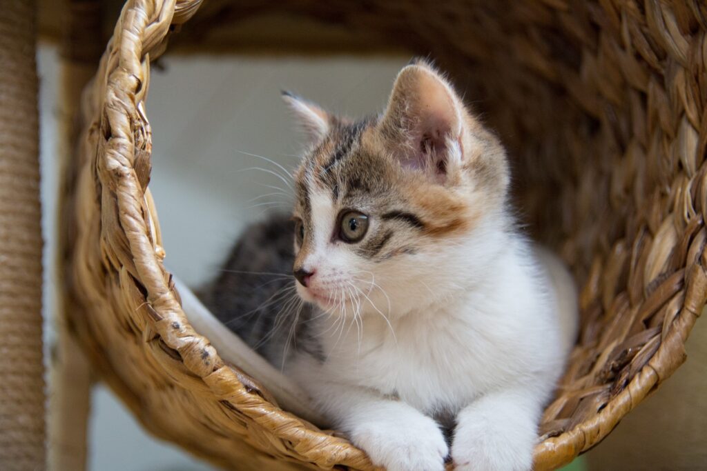 Kratztonne Katzen Krallen abwetzen