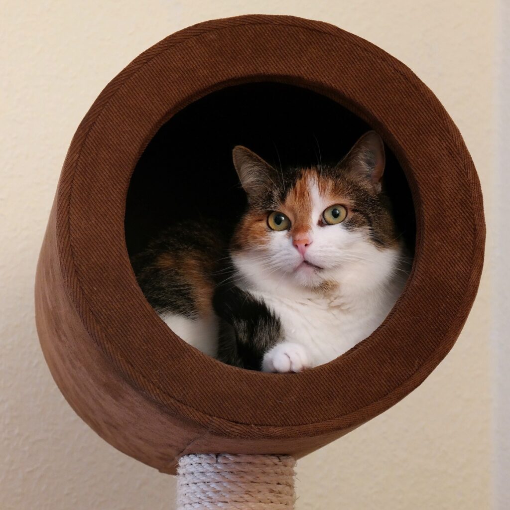 Kratztonne Liegeposition der Katze